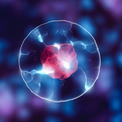 Cell with nucleus in mitosis and multiplication of cells