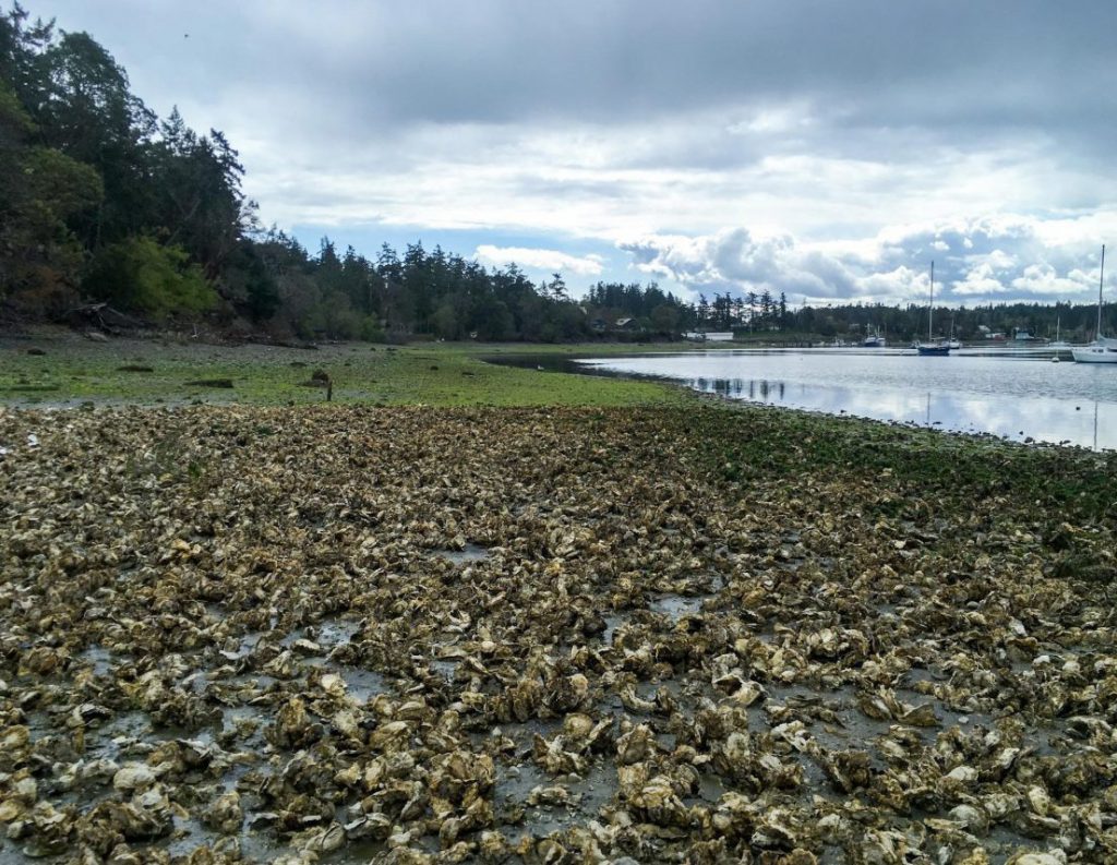 oysters on beach