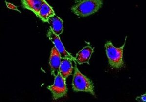 cells-noNPs-NPs