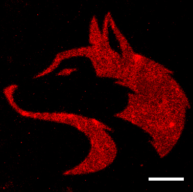 Image of a biological scaffold for tissue engineering that has had proteins tethered to it in a specific pattern, in this case the University of Washington's former logo