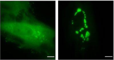 images of two cells. The cell on the right contains hydrogels decorated with Green Fluorescent Protein (green blobs), whereas the cell on the left does not because it is missing one of the hydrogel building blocks