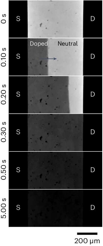 Image of microscope camera screen shots, showing the two-step turn-on process for an OECT